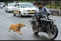 জানেন কেন গাড়ি অথবা বাইকের পিছনে কুকুর তাড়া করে! 