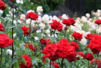 জানেন কোন গোলাপ কী অর্থ বহন করে?