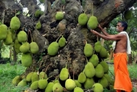 গাছটিতে শত শত কাঁঠাল ধরছে ২০০ বছর ধরে!