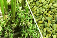 যে উপায়ে বাড়িতেই চাষ করুন এলাচ