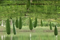 কম খরচে বেশি লাভ ভাসমান পদ্ধতিতে সবজি চাষে!
