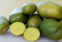 যে ক্ষতি হতে পারে সবুজ রঙ ধরা আলু খেলে!