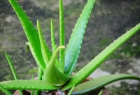 যে ৫ গাছ ঘরের দূষিত বায়ু শোষণ করে!