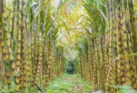 আবহাওয়া অনুকুলে থাকায় আখের বাম্পার ফলন