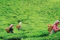 এবার চায়ের পাতা থেকে কী তৈরি হচ্ছে জানেন?