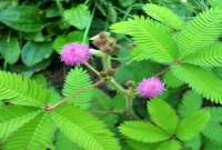 জানেন কেন লজ্জাবতী গাছ লজ্জা পায় ?