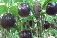 বেগুন খেলে হার্ট ভালো থাকে, বদহজম দূর হয়