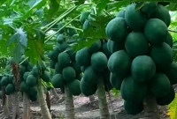 কোন কোন উপকার মিলবে কাঁচা পেঁপে খেলে 