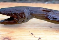 'এই লাঠি পাওয়ার পর আমি পুরোপুরি হতবাক হয়ে যাই'