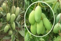 সুস্বাদু কাটিমন আম ফলন হয় সারা অসময়েও, কৃষকদের দেখাচ্ছে নতুন স্বপ্ন