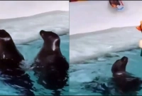 যে প্রেম নিবেদন নিমেষে ছড়িয়ে পড়ল গোটা বিশ্বে! লাফিয়ে বাড়ছে লাইক-শেয়ার