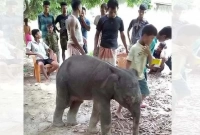বারবার লোকালয়ে এসে শিশুদের সঙ্গে খেলায় মেতে ওঠে হাতি শাবক