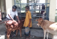  পাঁচ শতাধিক গরুর মৃত্যু, আক্রান্ত কয়েক হাজার