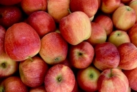 রেফ্রিজারেটরে এক বছরের বেশি সময় রাখা যাবে যে আপেল