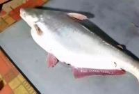 ১৭ কেজির পাঙ্গাশ ধরা পড়লো বড়শিতে, ২২ হাজার টাকায় বিক্রি