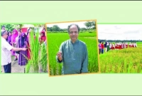 বিস্ময়কর উদ্ভাবন পঞ্চব্রীহি ধান, একবার রোপণে ৫ বার ফলন!