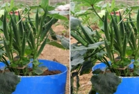 ঢেঁড়স চাষ করুন টবে, যেভাবে হবে বাম্পার ফলন