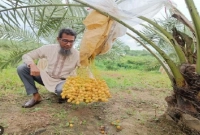 মরুর খেজুর চাষ করে সফল নুরুল আলম