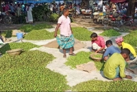 প্রতিদিন এই হাটে গড়ে ৪ থেকে ৫ লাখ টাকার জলপাই কেনাবেচা হয়