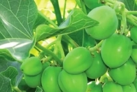 ব্যবসা কিংবা চাকুরি নয়, এই গাছ চাষ করে হয়ে যান কোটিপতি!