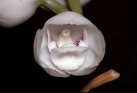 পাখির মত দেখতে এই ফুলের নাম কী জানেন?