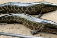 এই মাছটি দেখলেই সঙ্গে সঙ্গে মেরে ফেলার নির্দেশ!