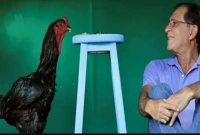 এই জাতের প্রতিটি মোরগের দাম ৪ লাখ!