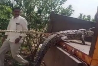 বিদ্যুৎ অফিসে কুমির নিয়ে হাজির গ্রামের লোকজন! কারণ জানলে অবাক হবেন