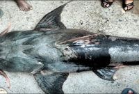 ৭৯ কেজির মাছটি বিক্রি হলো ৮২ হাজার ৫০০ টাকায়!