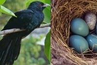 কোকিলের কাকের বাসায় ডিম পাড়ার কারণ জানলে অবাক হবেন