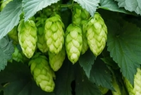 বিশ্বের সবচেয়ে ব্যয়বহুল সবজি এটি! প্রতি কেজির দাম কত?