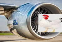 জানেন উড়োজাহাজের ইঞ্জিনে মুরগি ব্যবহার করা হয় কেন? অবাক হবেন