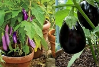 বেগুন পুষ্টিগুণে ভরপুর সমৃদ্ধ একটি সবজি