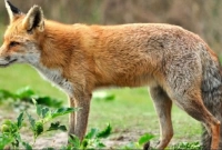 কেন শিয়ালকে সবচেয়ে ‘ধূর্ত প্রাণী’ বলা হয় জানেন?