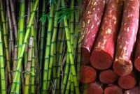 ফার্মিং ব্যবসা, একবার বিনিয়োগে ৪০ বছর ধরে আয়!