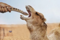 জানেন, মরুভূমির উটকে কেন বিষাক্ত সাপ খাওয়ানো হয়?