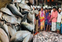 একটি ট্রলারে ধরা পড়েছে ৭ লাখ টাকার ইলিশ!