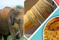হাতির দাঁত দিয়ে কী হয়, কেন স্বর্ণের চেয়েও বেশি দামি?