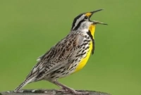 আসলেই কী চাতক পাখি শুধু বৃষ্টির পানি পান করে?