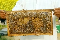 এবার ভারত-বাংলাদেশ সীমান্তে ৪০৯৬ কিমি জুড়ে ‘মৌমাছির বেড়া’!