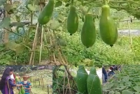 ডালি পদ্ধতিতে ফসল চাষ, সফলতা পেয়ে খুশি কৃষকরা