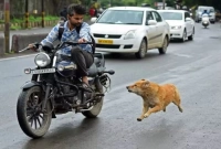 জানেন বাইক বা সাইকেলের পিছনে কুকুরেরা তাড়া করে কেন? তখন যা করবেন না