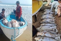 এক বিরল মাছের বদৌলতে এক দিনে কোটিপতি জেলে!