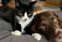 বিড়াল পড়ে গিয়েছিল ১০০ ফুট গভীর গর্তে, ‘বন্ধু’ কুকুর যা করে জীবন বাঁচাল!