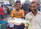 ৫ হাজার টাকা এই ইলিশ মাছটির দাম!
