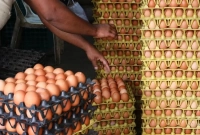 'আমরা ডিমের ব্যবসা নিয়ে উভয় সংকটে আছি'