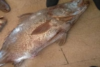 একটি মাছ ৭০ লাখে বিক্রি!