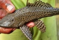 গঙ্গায় ধরা পড়ল অ্যামাজনের সেই রাক্ষুসে মাছ, চিন্তিত ভারতীয় বিজ্ঞানীরা