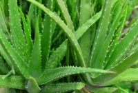 যে ৫ গাছ শোষণ করে ঘরের দূষিত বায়ু!