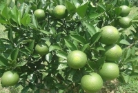 গ্রামে গ্রামে এখন সবুজ মাল্টার চাষ, দাম পেয়ে খুশি চাষিরা!